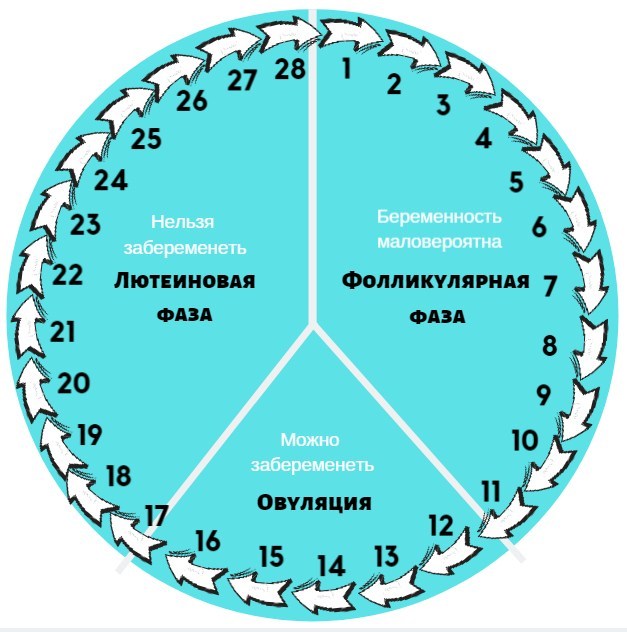 Фазы менструационного цикла по дням, схема